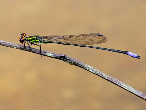 Réf. 278 046 : Pseudagrion hageni tropicanum